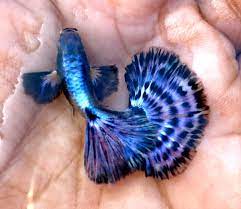 Purple Dragon Dumbo Ear Guppy (Rare)