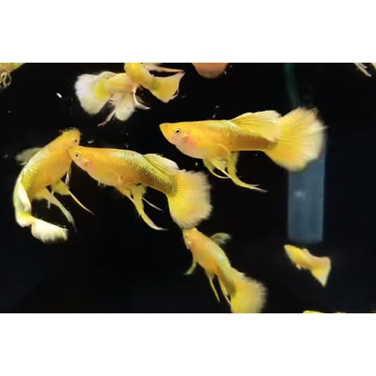 Gold Dumbo Ear Ribbon Guppy (Rare)
