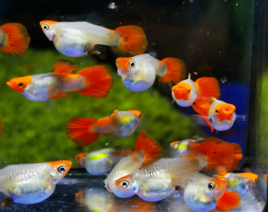 Red Koi Balloon Guppy (Rare)
