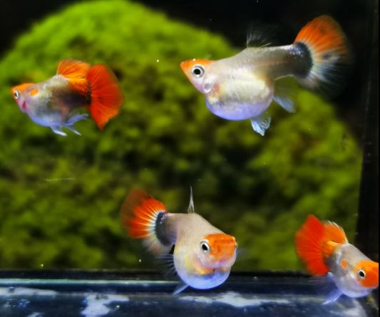 Red Koi Balloon Guppy (Rare)