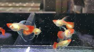 Red Koi Balloon Ribbon Guppy (Rare)