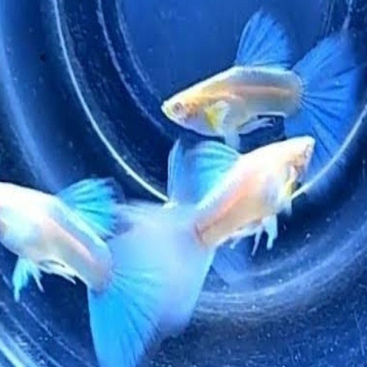 Albino Blue Topaz Guppy