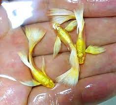 Gold Dumbo Ear Ribbon Guppy (Rare)