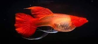 Red Koi Ribbon Guppy (Red Ear Genes) (Rare)