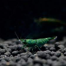 Green Jade Shrimps  (High Grade)
