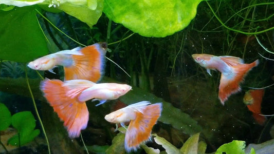 Albino Red Topaz Guppy
