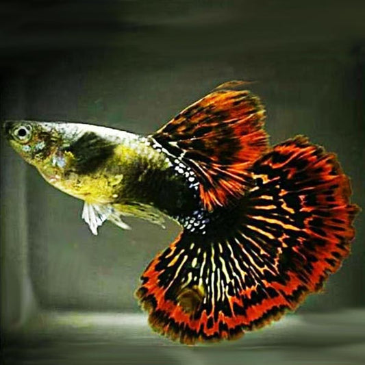 Red Dragon Halfmoon Guppy