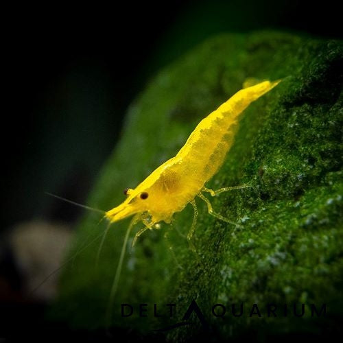 Yellow Cherry